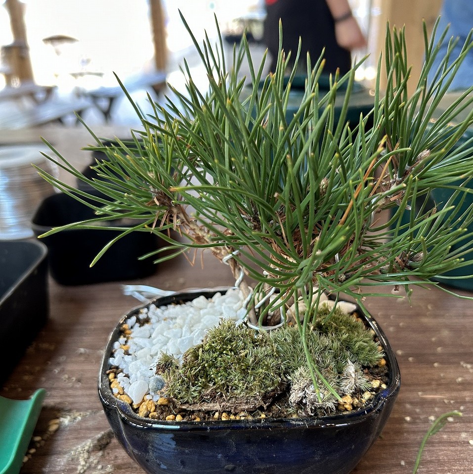 Bub Resort つくばの盆栽作り体験（大人向けアクティビティ）